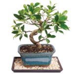 The Best Indoor Bonsai