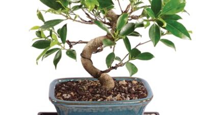 The Best Indoor Bonsai