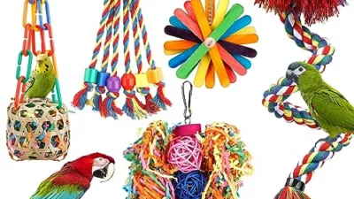 The Best Bird Toys