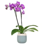 The Best Indoor Orchids