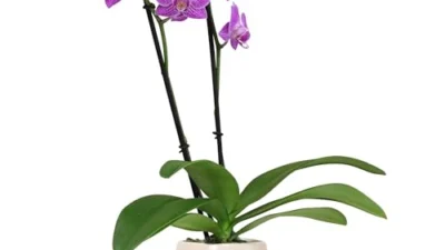 The Best Indoor Orchids