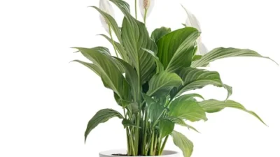 The Best Indoor Plants