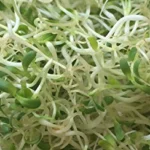 The Best Fresh Alfalfa Sprouts