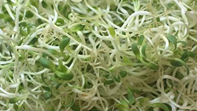 The Best Fresh Alfalfa Sprouts