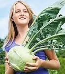 The Best Fresh Kohlrabi